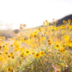 Spring Cleaning Tips