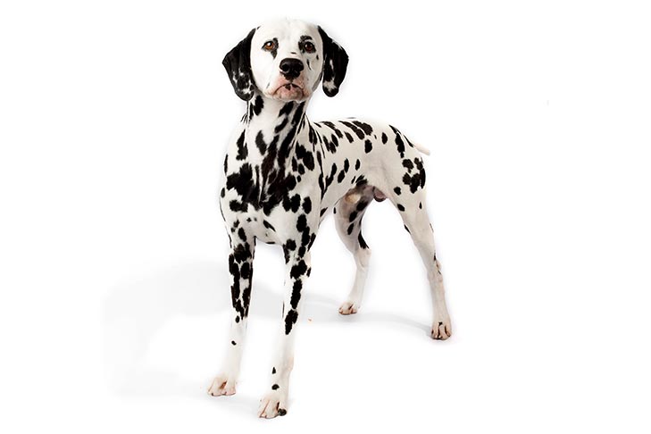 dalmation shorthaired dogs