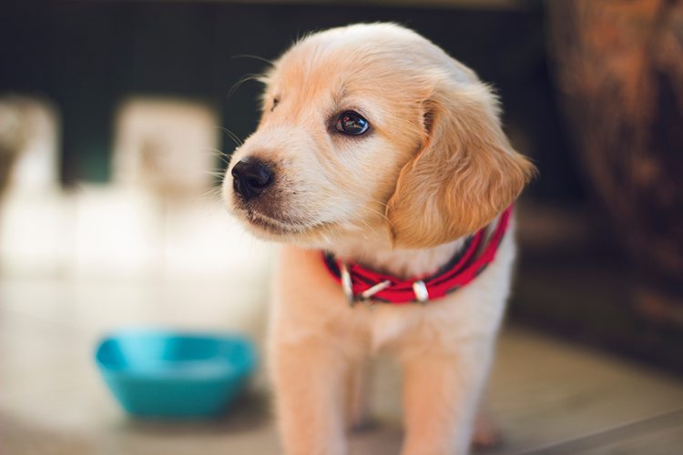 training puppy for grooming