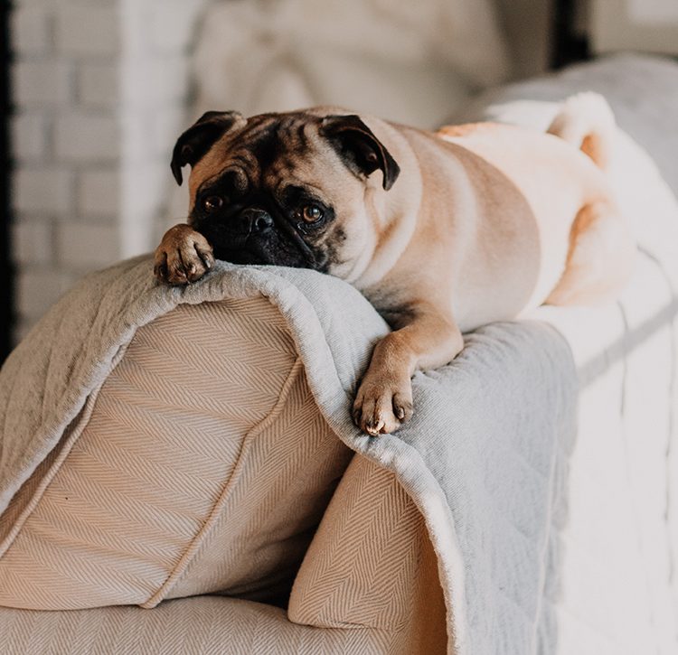 how do you keep your house clean with a dog that sheds