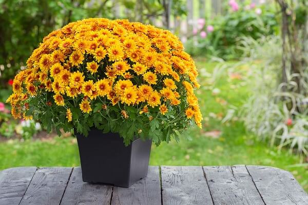 Chrysanthemum natural air purifier