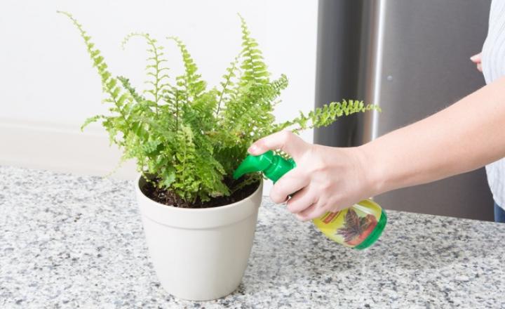 boston fern plant cleans air