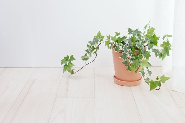 English Ivy Plant removes pollutants