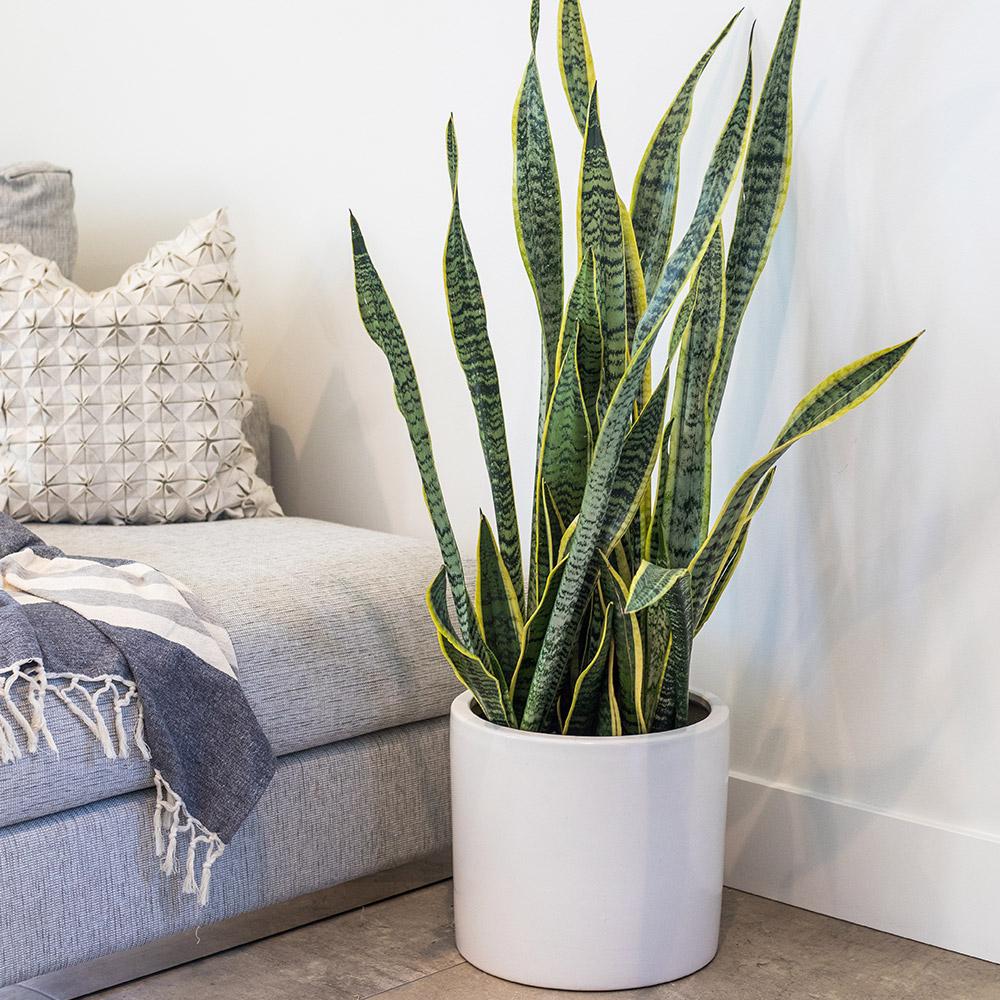 Snake Plant air purifier