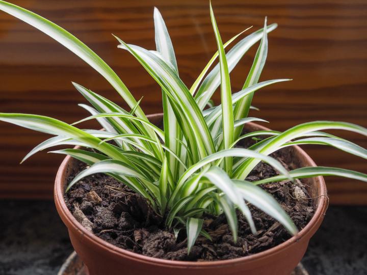 spider plant for indoor air quality