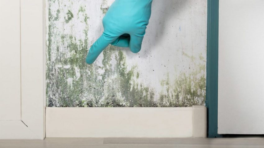 different types of mold