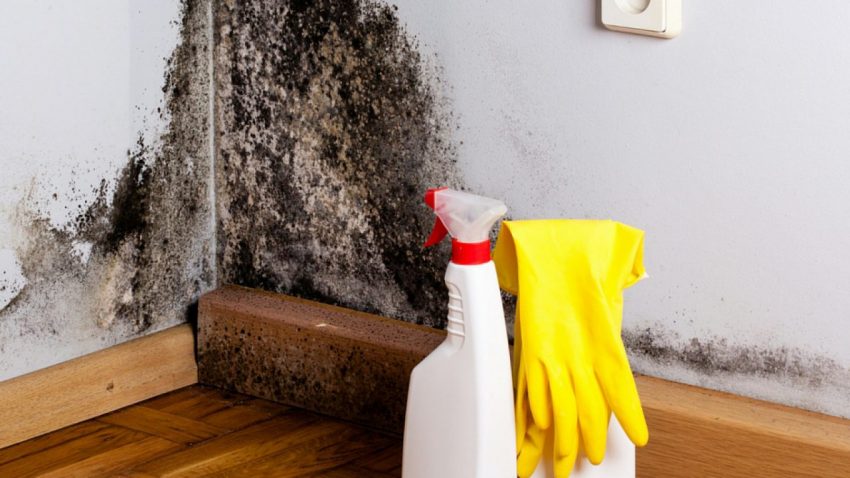The Ultimate Guide On How To Clean And Get Rid Of Mold Pro Housekeepers - How To Remove Mold From Drywall In Bathroom