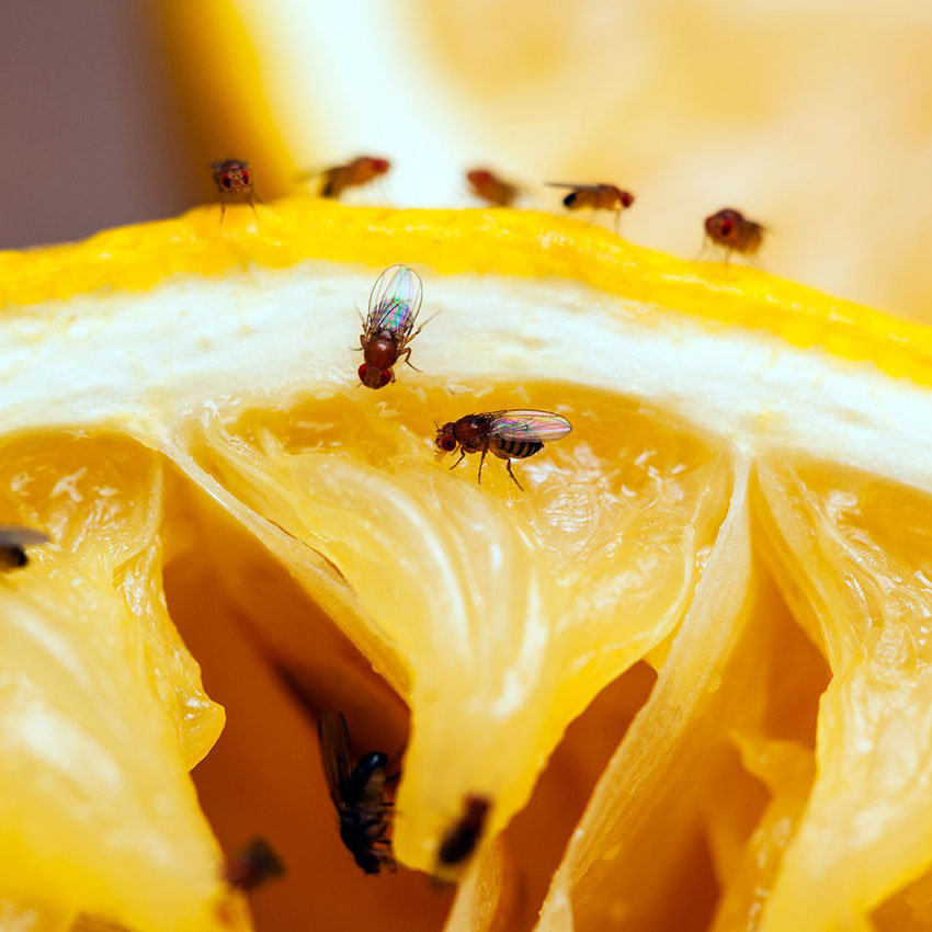 KNOW YOUR ROOTS, How to Get Rid of Gnats Indoors