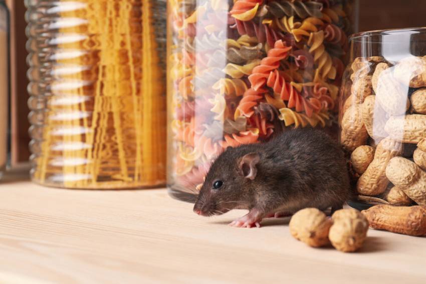 how to clean up after rodent infestation in pantry