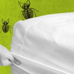 how to get rid of bed bugs diy guide
