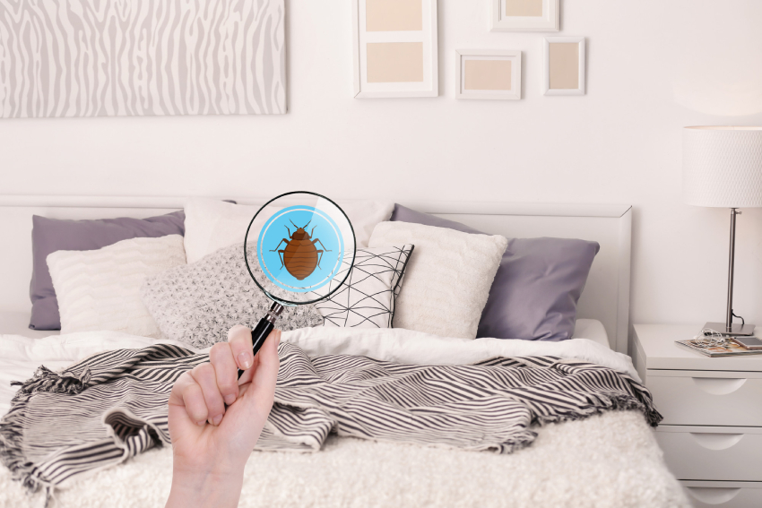 how-much-does-it-cost-to-get-rid-of-bed-bugs